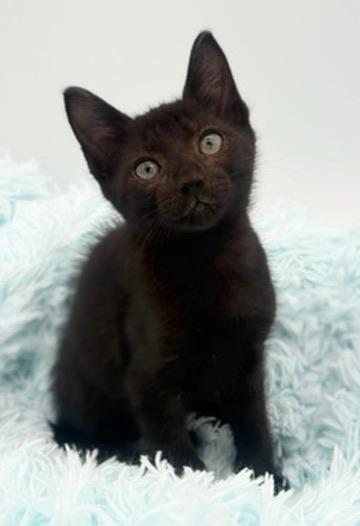 Taro, adoptable, Kitten Male Domestic Short Hair.