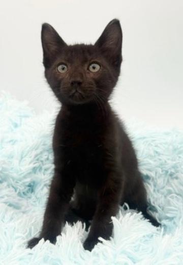 Taro, an adoptable Domestic Short Hair in Covington, LA image 6/6