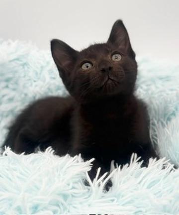 Taro, an adoptable Domestic Short Hair in Covington, LA image 4/6