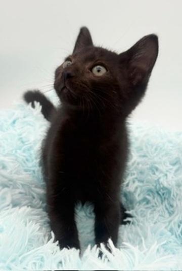 Taro, an adoptable Domestic Short Hair in Covington, LA image 5/6