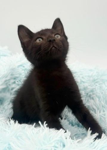 Taro, an adoptable Domestic Short Hair in Covington, LA image 3/6
