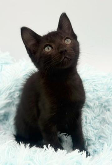 Taro, an adoptable Domestic Short Hair in Covington, LA image 2/6