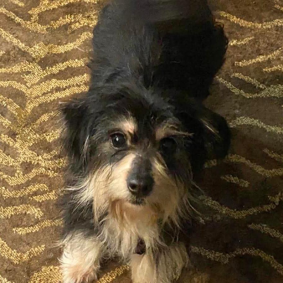 Skye, a Adoptable mixed breed in Gulfport, MS image 1/2