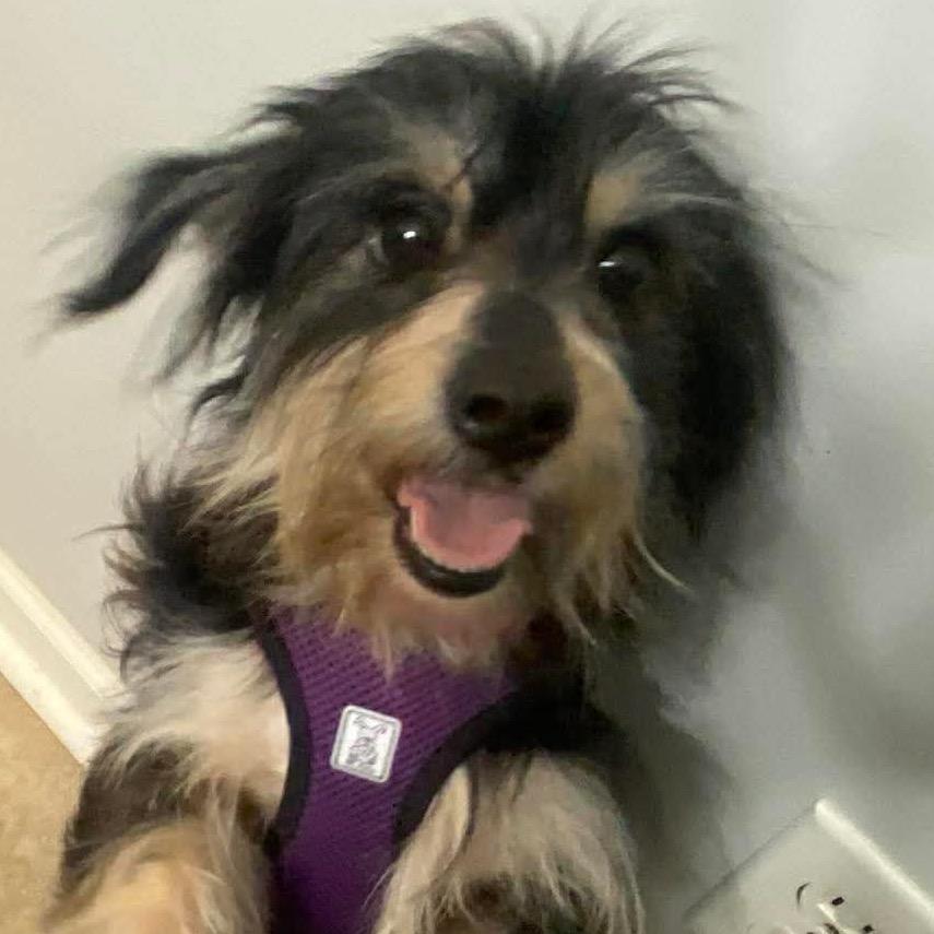 Skye, a Adoptable mixed breed in Gulfport, MS image 2/2