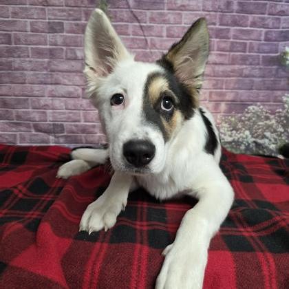 Hero, Adoptable, Puppy Male Border Collie & Mixed Breed.