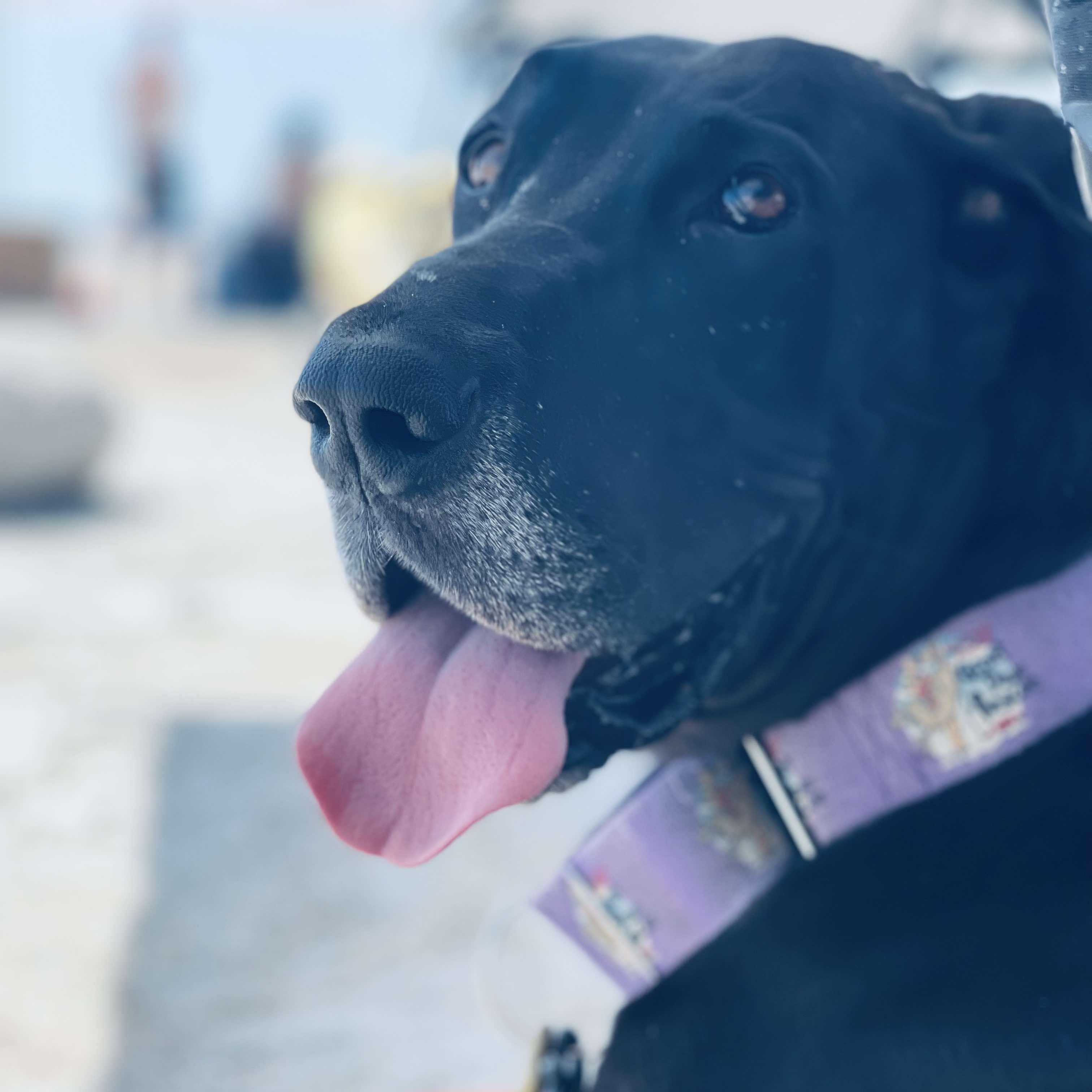 Penelope, Adult Female Great Dane