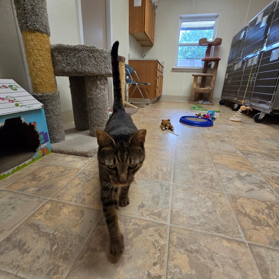 Enlarge Dex, a Adoptable Domestic Short Hair in Dillsburg, PA image 3/4