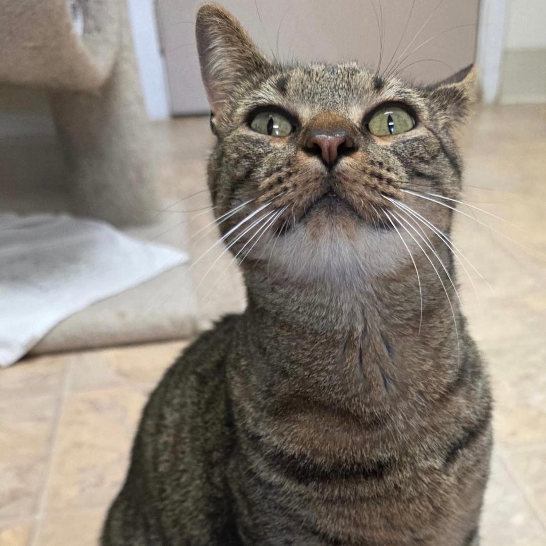 Enlarge Dex, a Adoptable Domestic Short Hair in Dillsburg, PA image 1/4