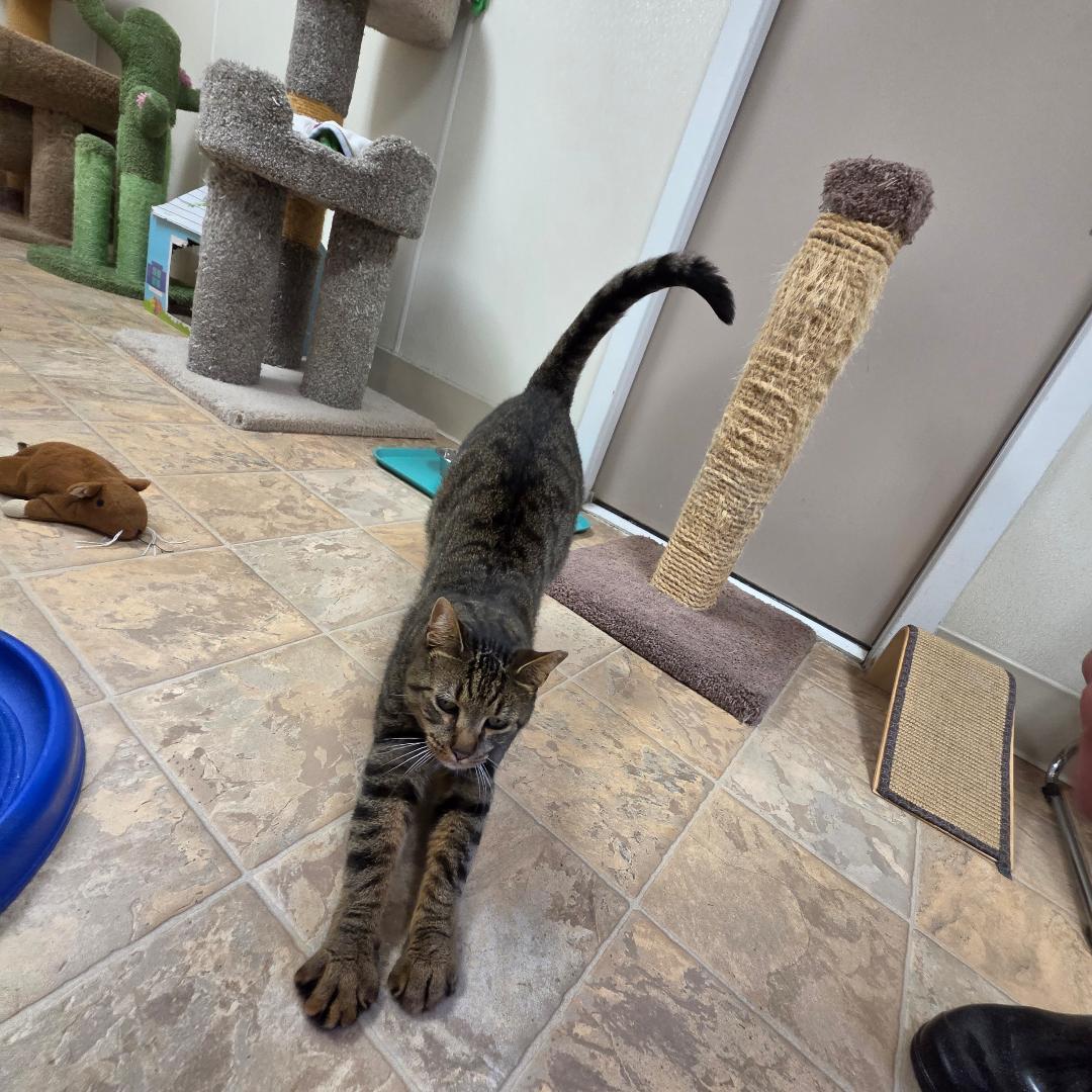 Enlarge Dex, a Adoptable Domestic Short Hair in Dillsburg, PA image 2/4