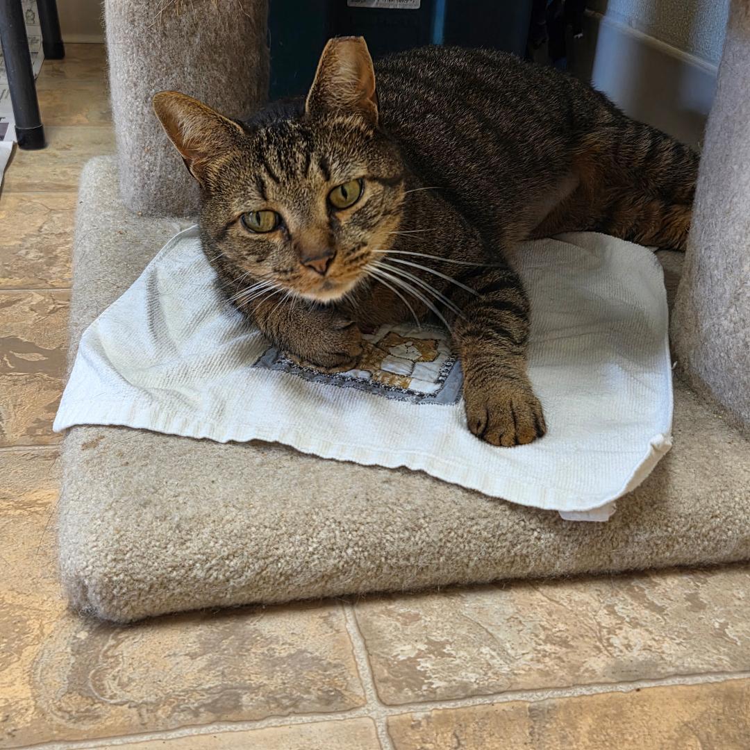 Enlarge Dex, a Adoptable Domestic Short Hair in Dillsburg, PA image 4/4