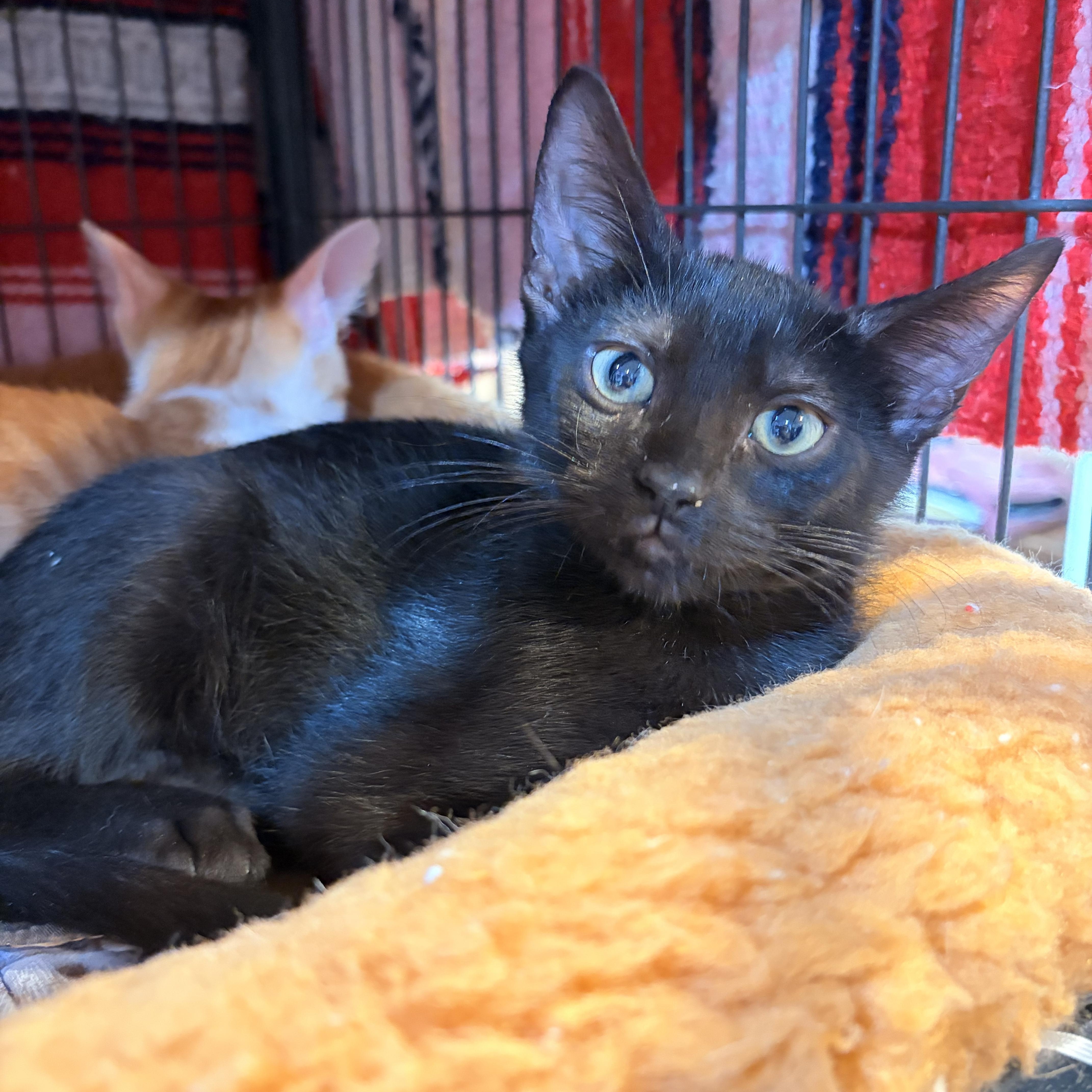 Ebony, Adoptable, Young Female Domestic Short Hair.