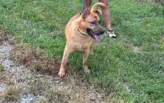 Chance, Adoptable, Young Male Carolina Dog.