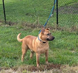 Chance, a Adoptable mixed breed in Louisville, KY image 2/5