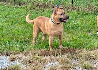 Chance, a Adoptable mixed breed in Louisville, KY image 3/5