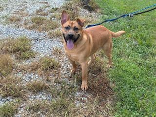Chance, a Adoptable mixed breed in Louisville, KY image 5/5