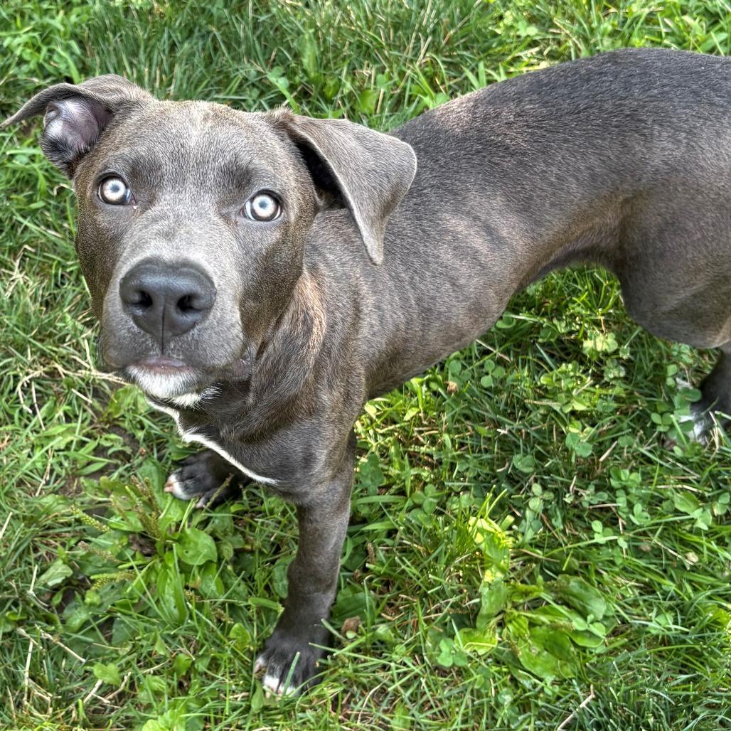 Luke, Adoptable, Puppy Male Mixed Breed.