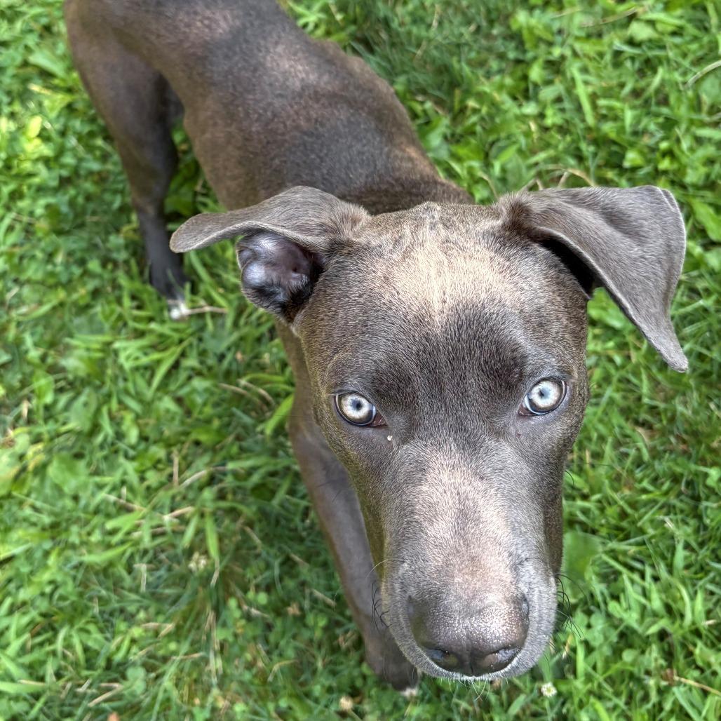 Luke, a Adoptable Mixed Breed in East Hanover, NJ image 2/6