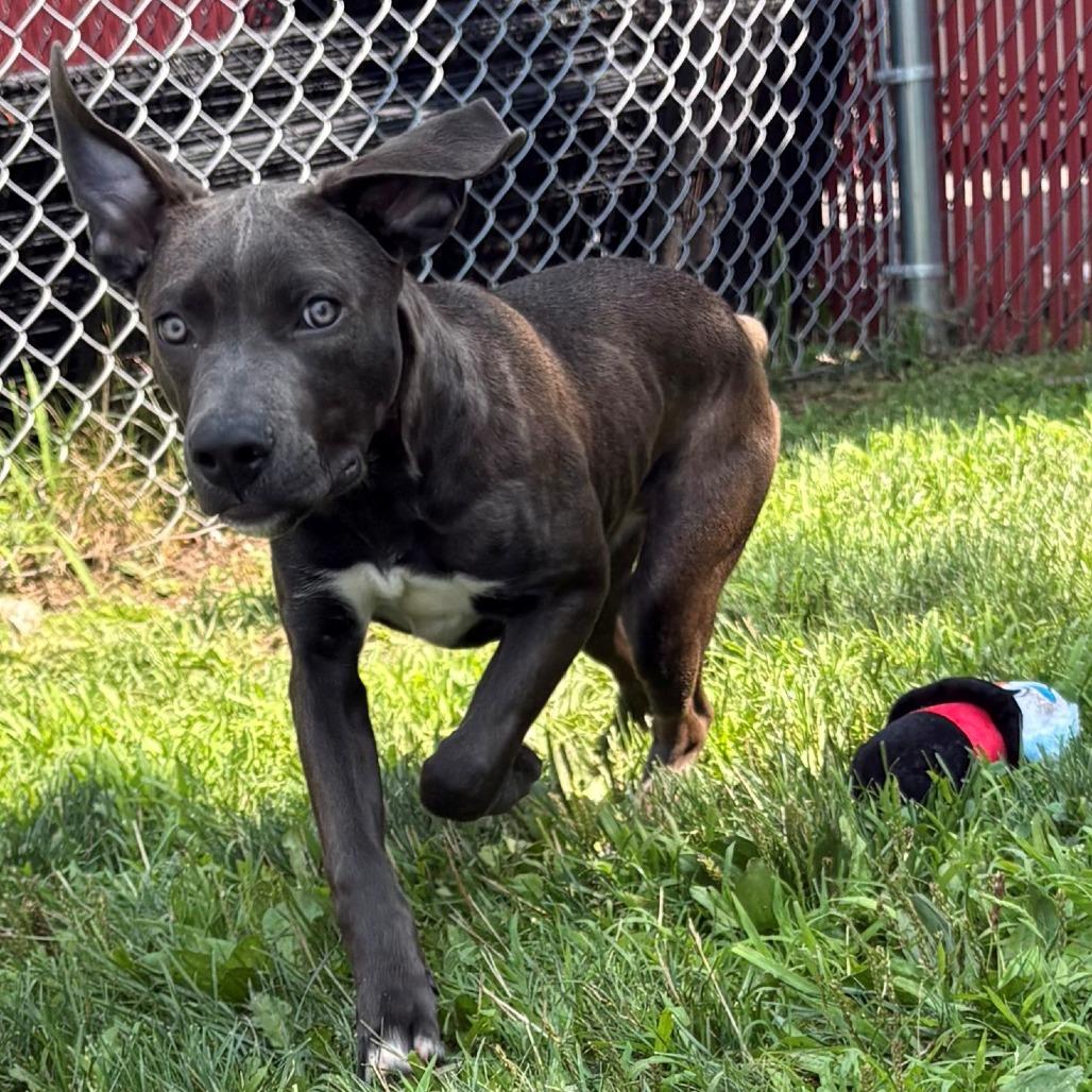 Luke, a Adoptable Mixed Breed in East Hanover, NJ image 3/6