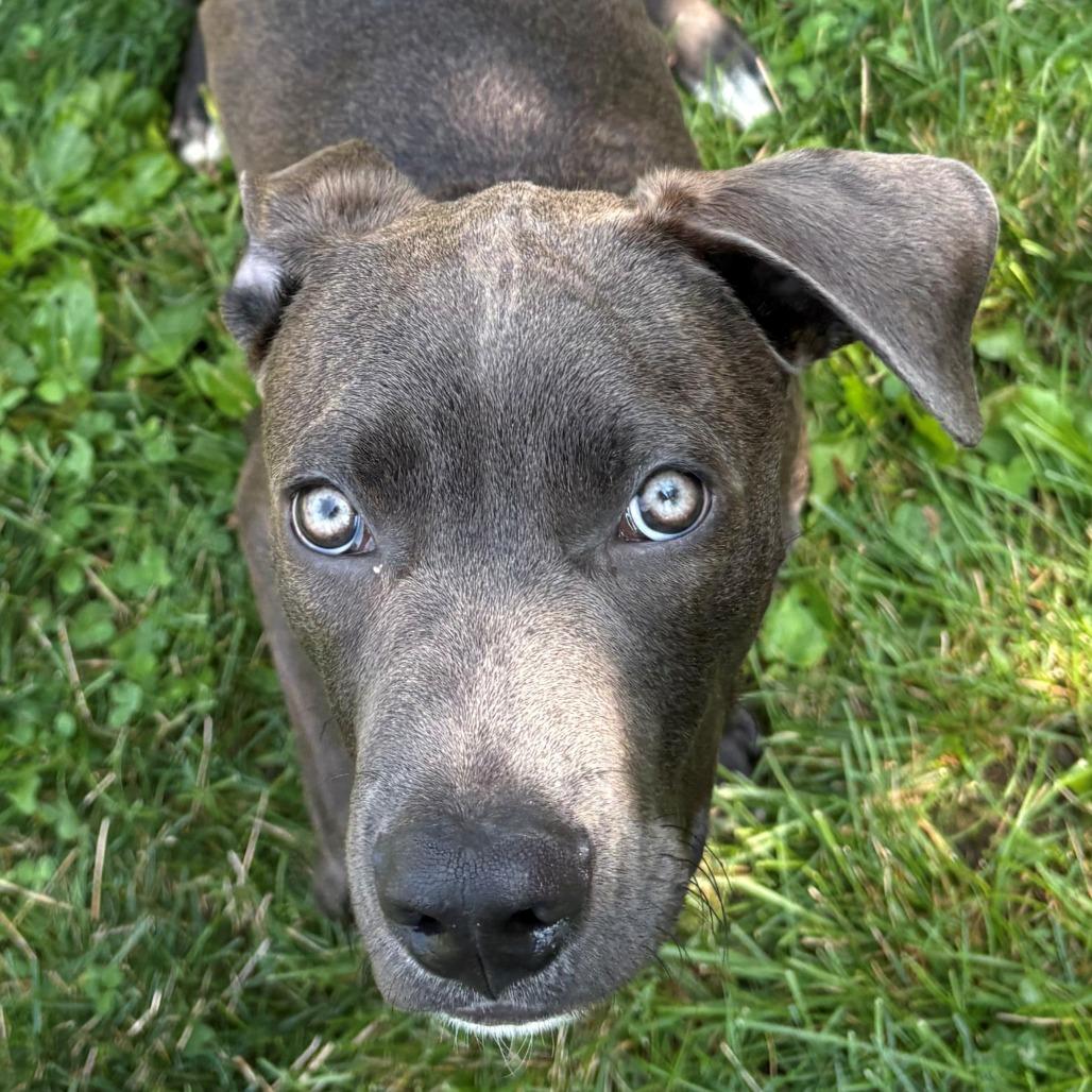 Luke, a Adoptable Mixed Breed in East Hanover, NJ image 4/6