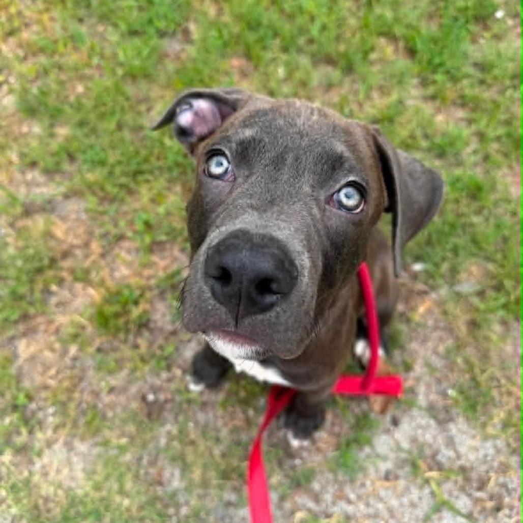 Luke, a Adoptable Mixed Breed in East Hanover, NJ image 5/6