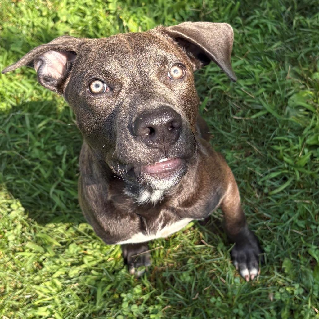 Luke, a Adoptable Mixed Breed in East Hanover, NJ image 6/6