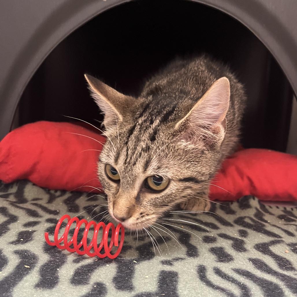 Enlarge Ingrid, a Adoptable Domestic Short Hair in Nashville, TN image 1/6