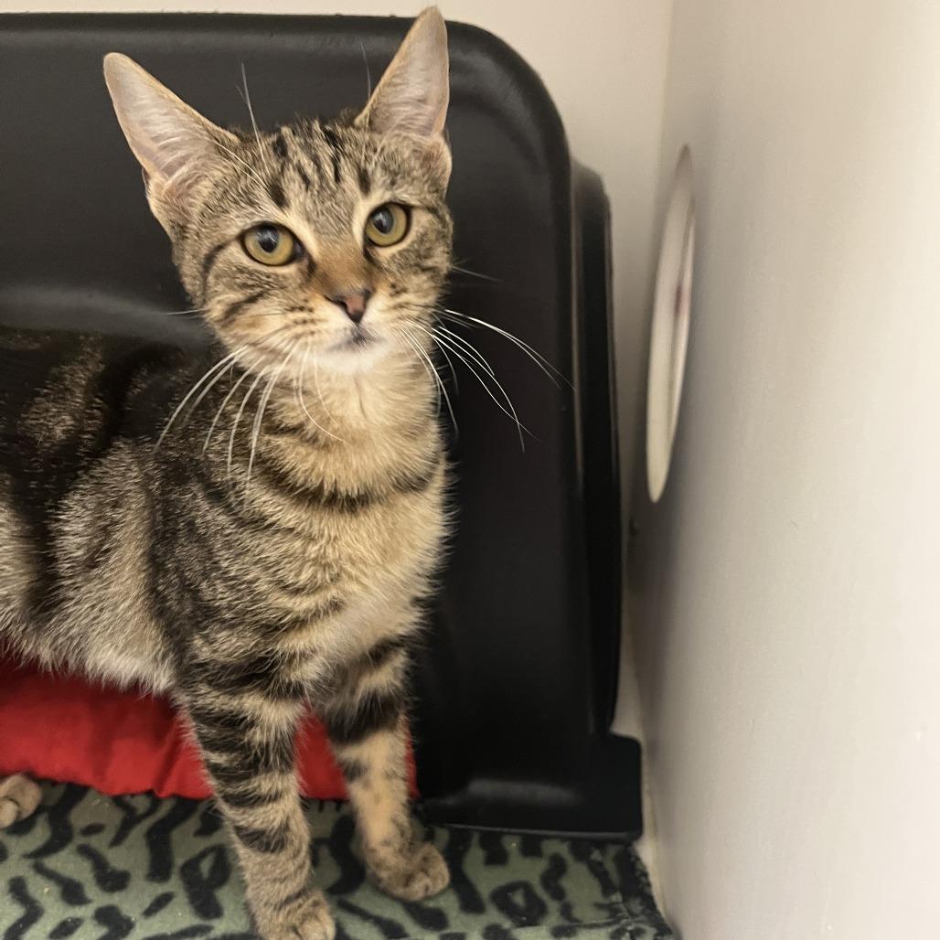 Enlarge Ingrid, a Adoptable Domestic Short Hair in Nashville, TN image 2/6