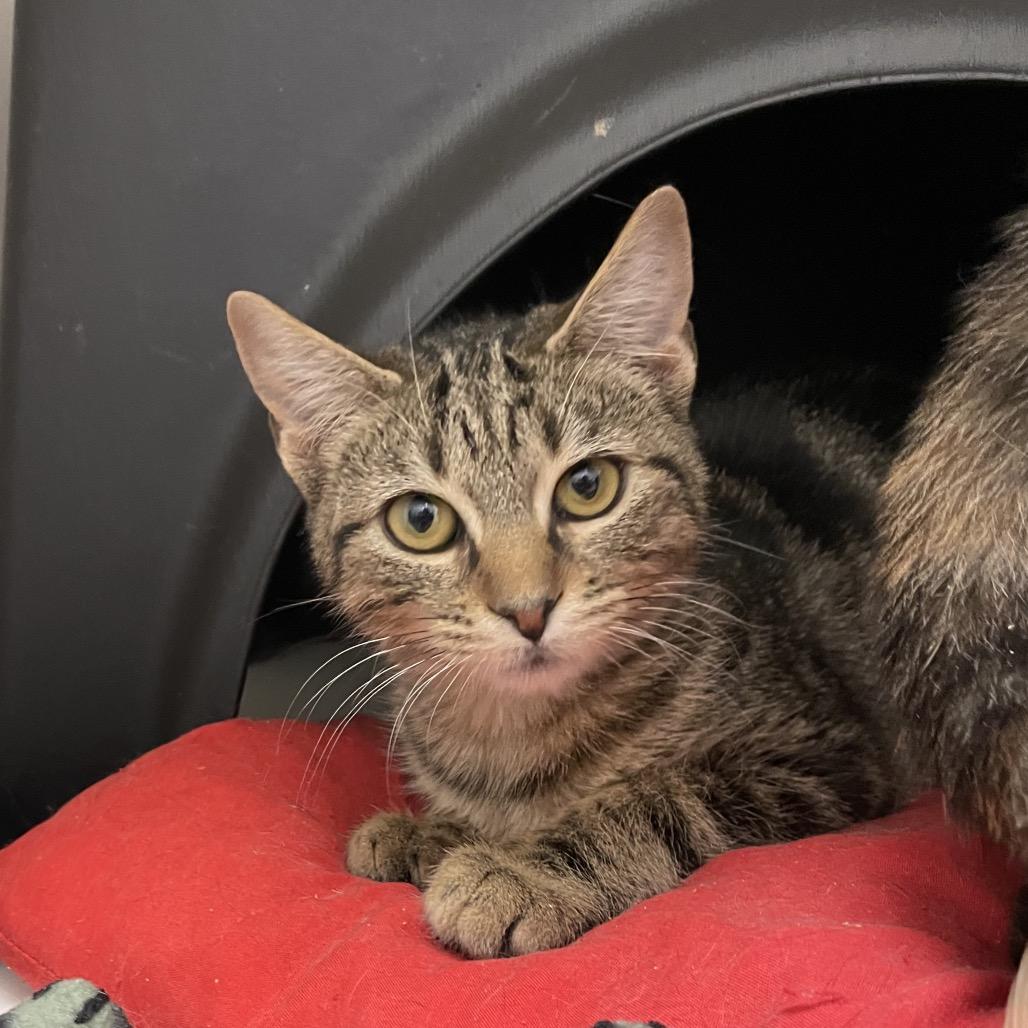 Enlarge Ingrid, a Adoptable Domestic Short Hair in Nashville, TN image 3/6