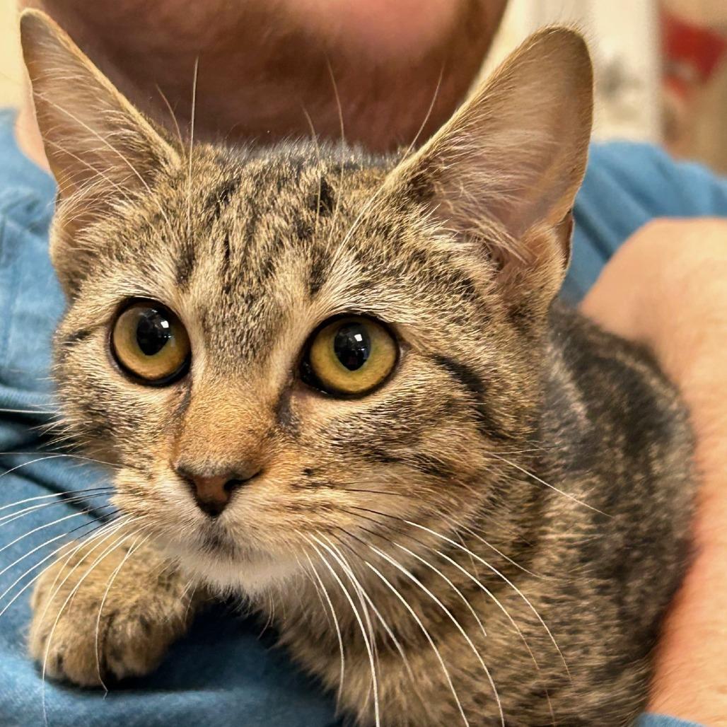 Enlarge Ingrid, a Adoptable Domestic Short Hair in Nashville, TN image 4/6