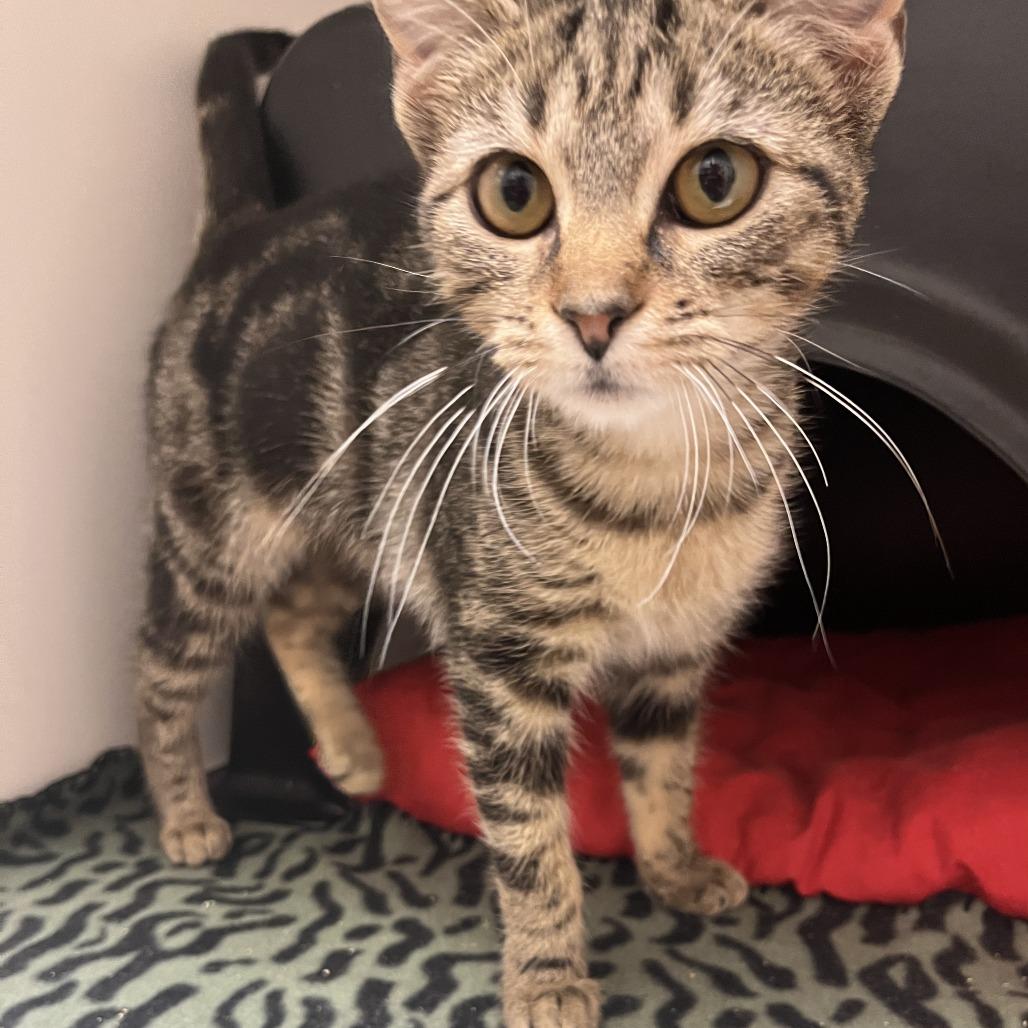 Enlarge Ingrid, a Adoptable Domestic Short Hair in Nashville, TN image 5/6