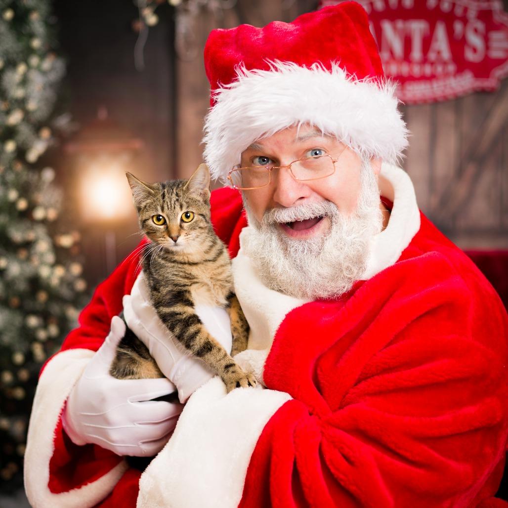 Enlarge Ingrid, a Adoptable Domestic Short Hair in Nashville, TN image 6/6