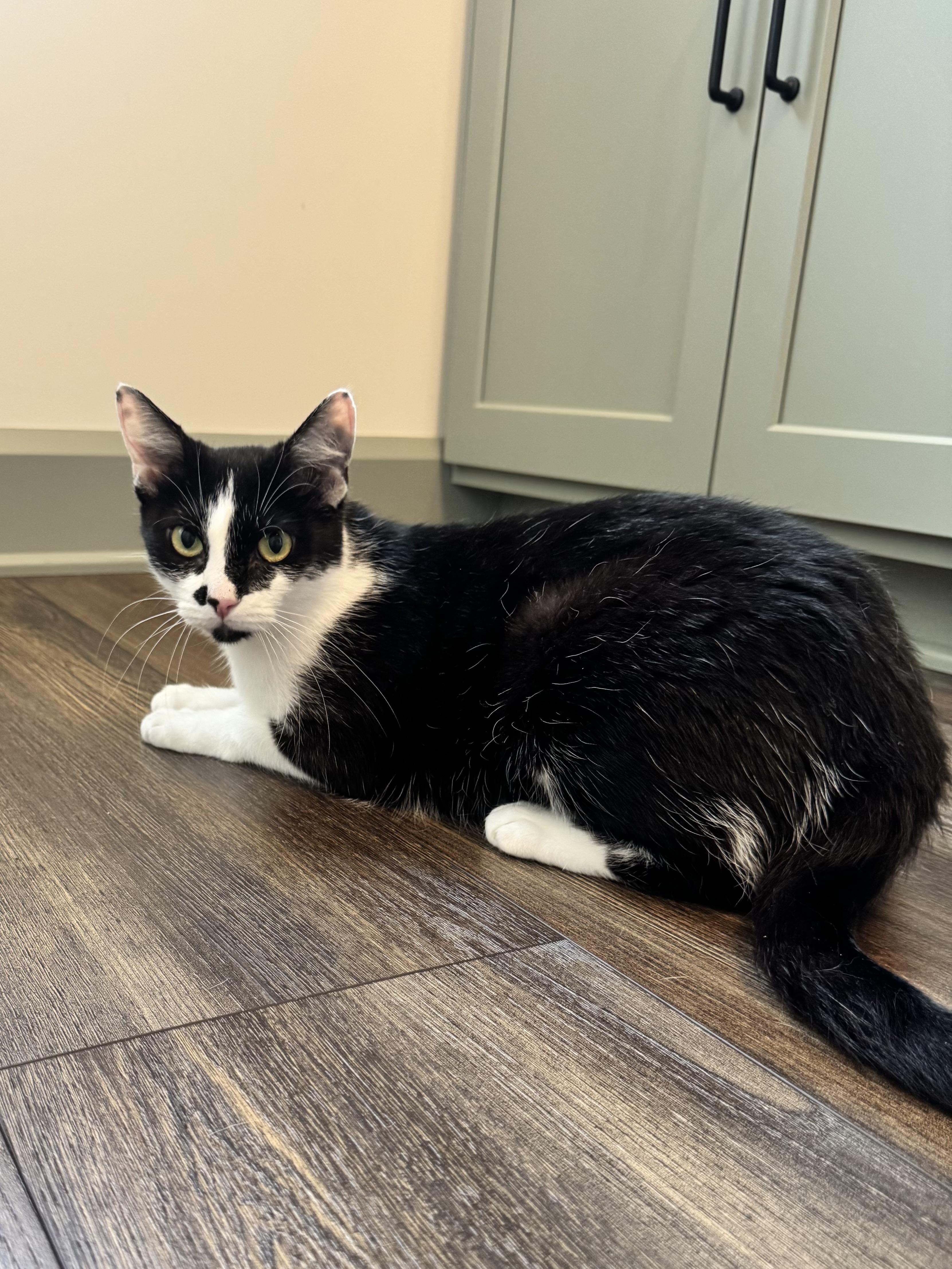 Lulu , ADOPTABLE, Kitten Female Domestic Short Hair.