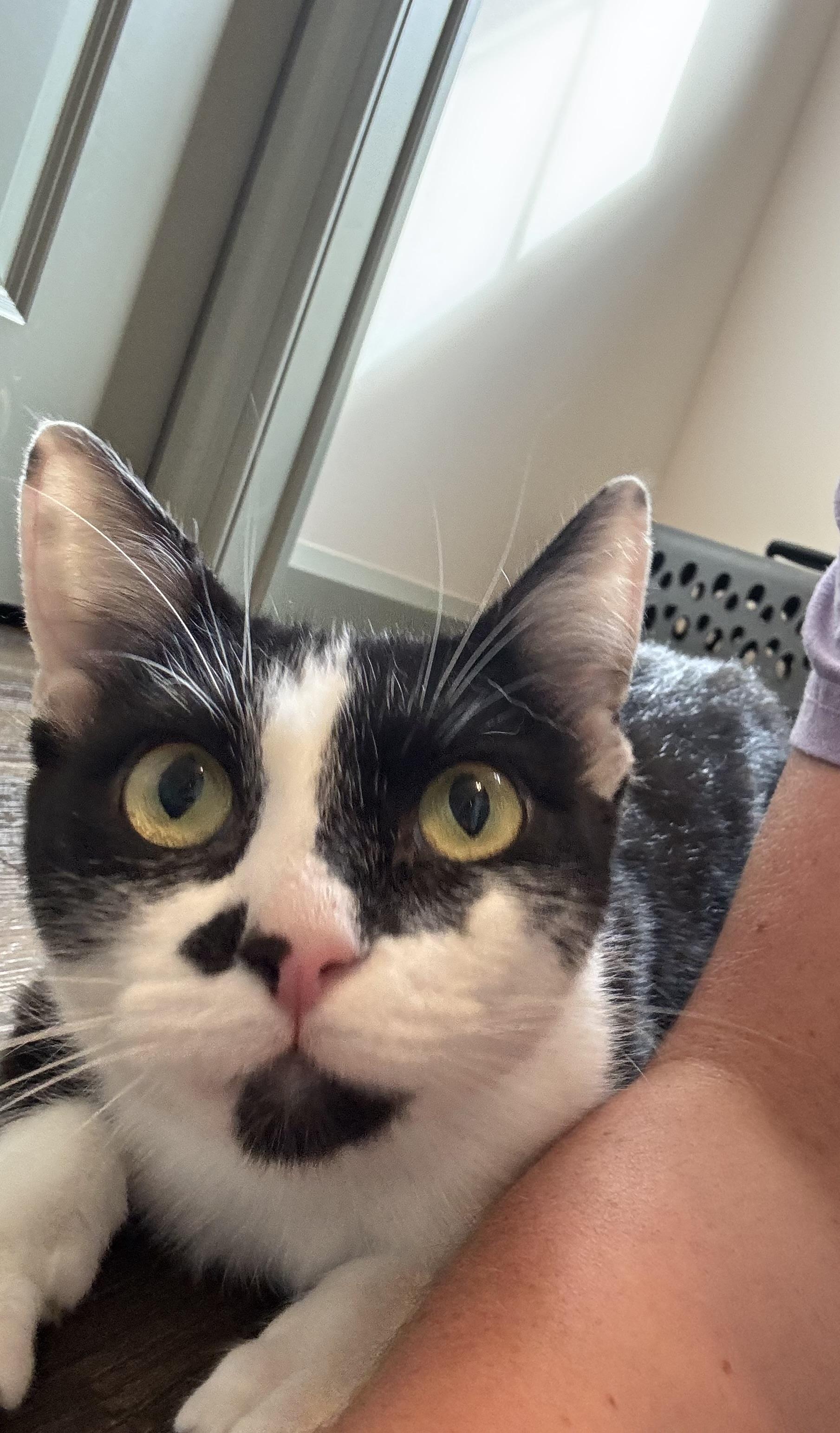 Enlarge Lulu , a ADOPTABLE Domestic Short Hair in Hartville, OH image 3/3