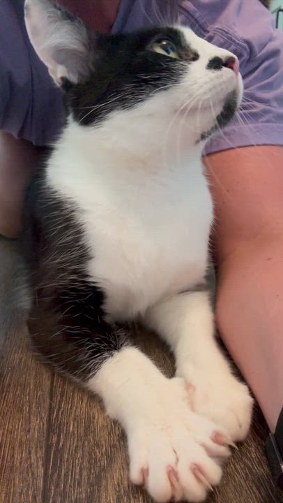 Enlarge Lulu , a ADOPTABLE Domestic Short Hair in Hartville, OH video 2/3