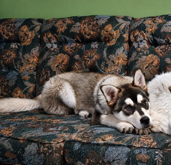Jason, ADOPTABLE, Puppy Male Husky.