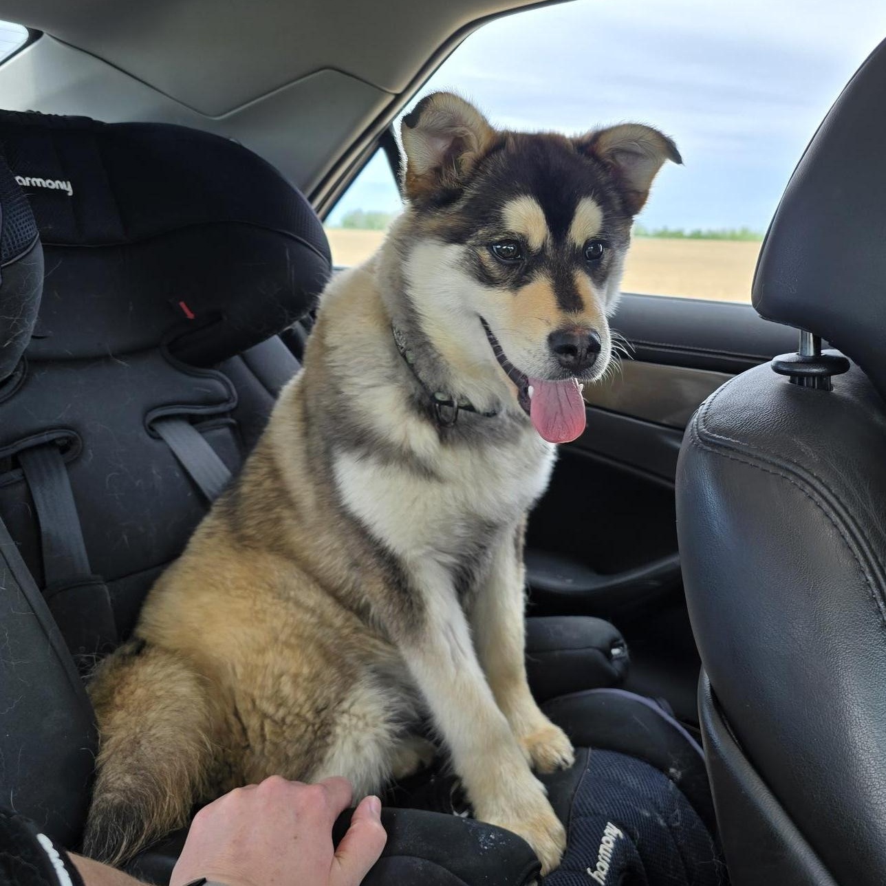 Enlarge Jason, a ADOPTABLE Husky in Woodstock, ON image 2/6