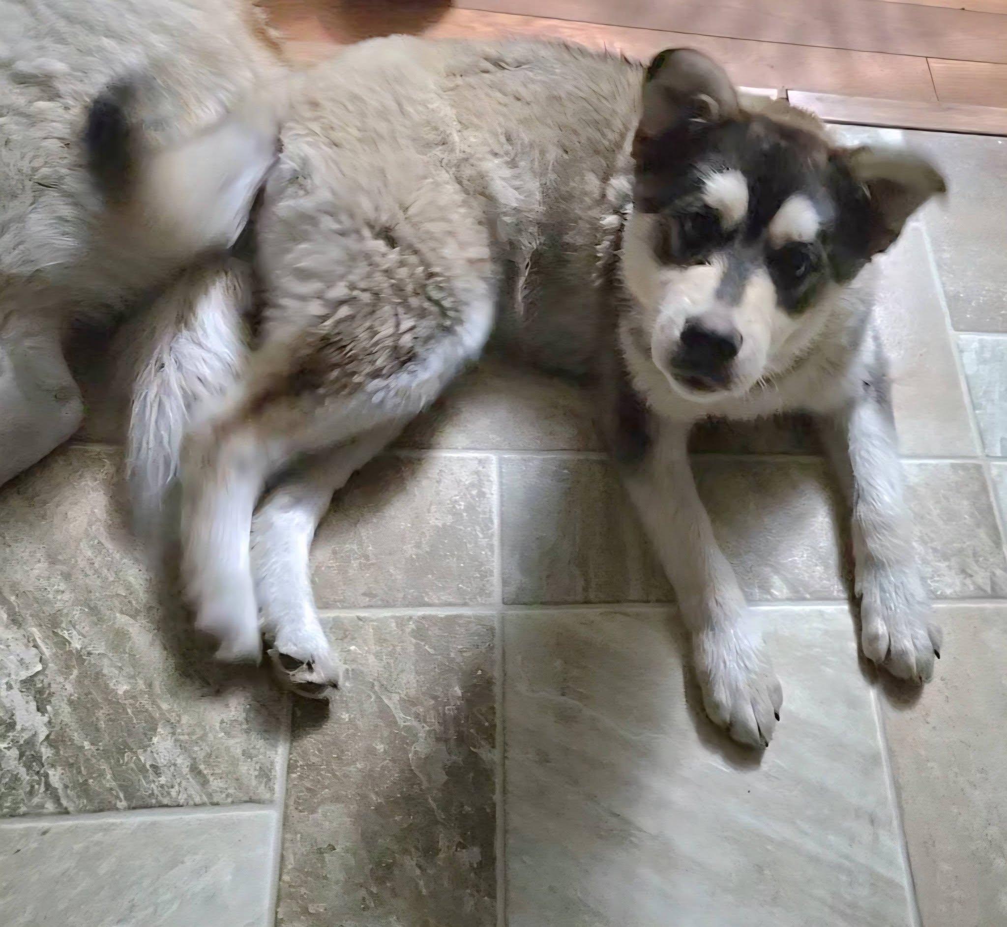 Enlarge Jason, a ADOPTABLE Husky in Woodstock, ON image 6/6