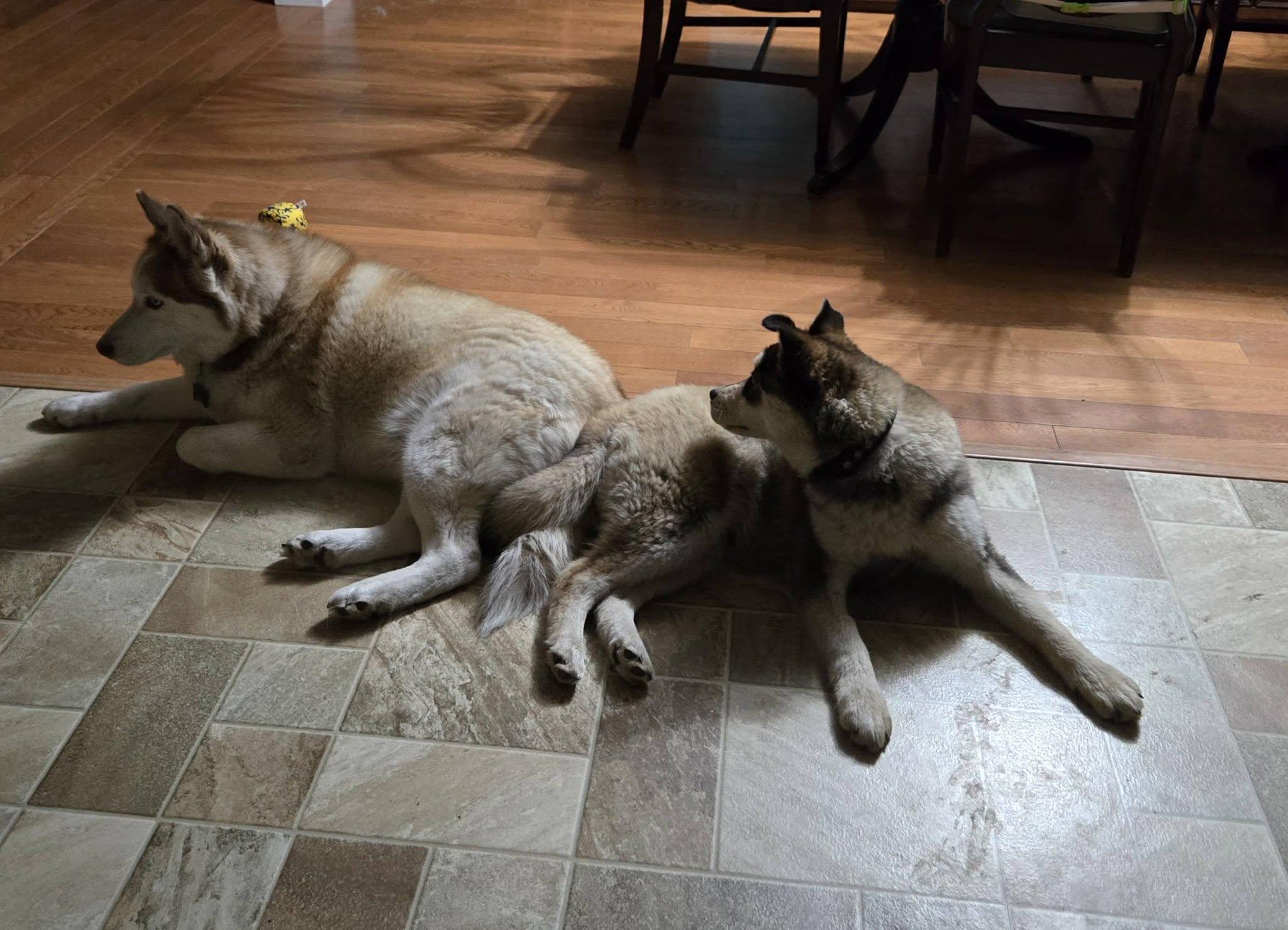 Enlarge Jason, a ADOPTABLE Husky in Woodstock, ON image 5/6