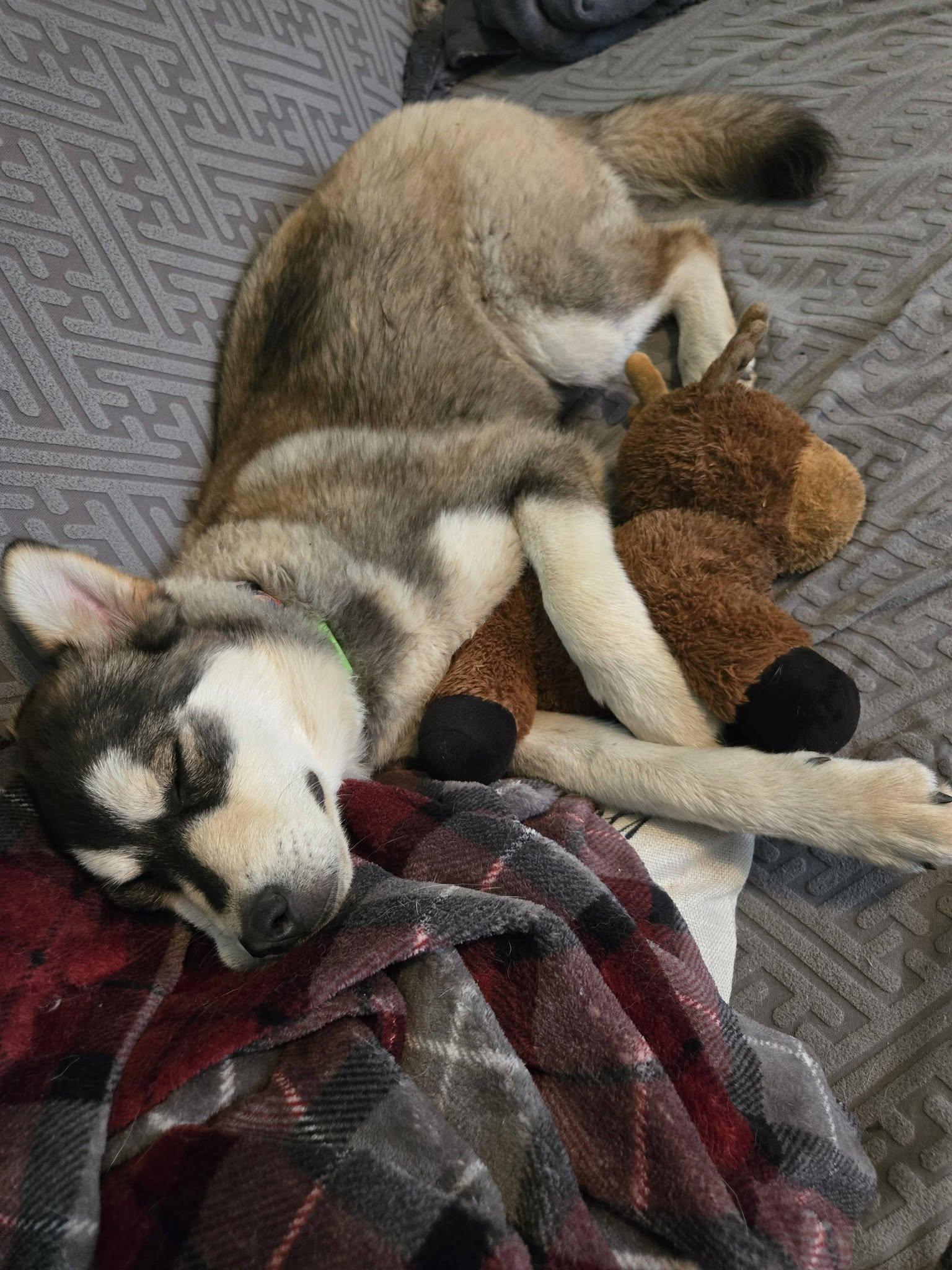 Enlarge Jason, a ADOPTABLE Husky in Woodstock, ON image 4/6