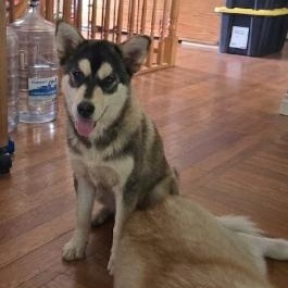 Enlarge Jason, a ADOPTABLE Husky in Woodstock, ON image 3/6