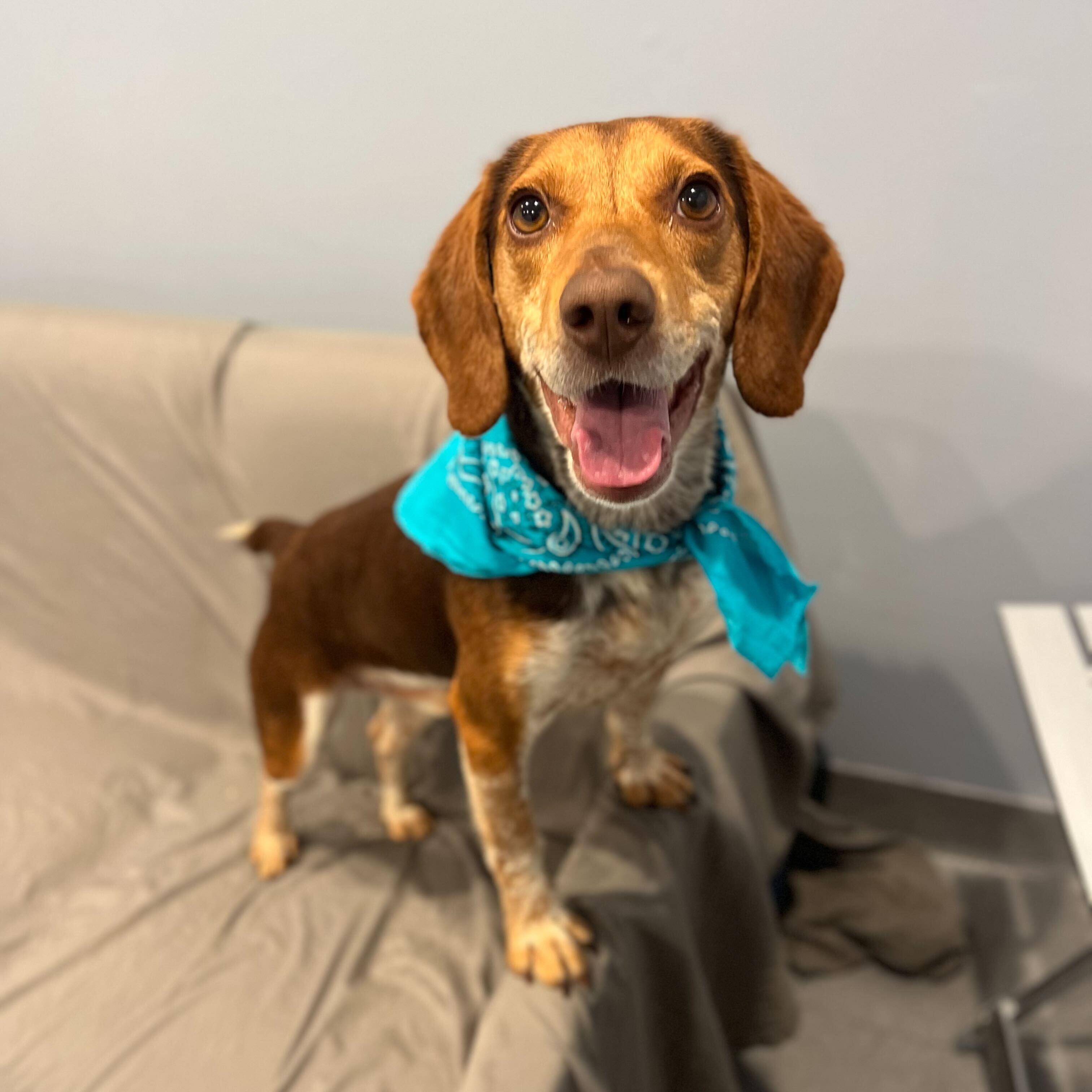 Enlarge Snoopy, a other Beagle in Canal Winchester, OH image 1/4