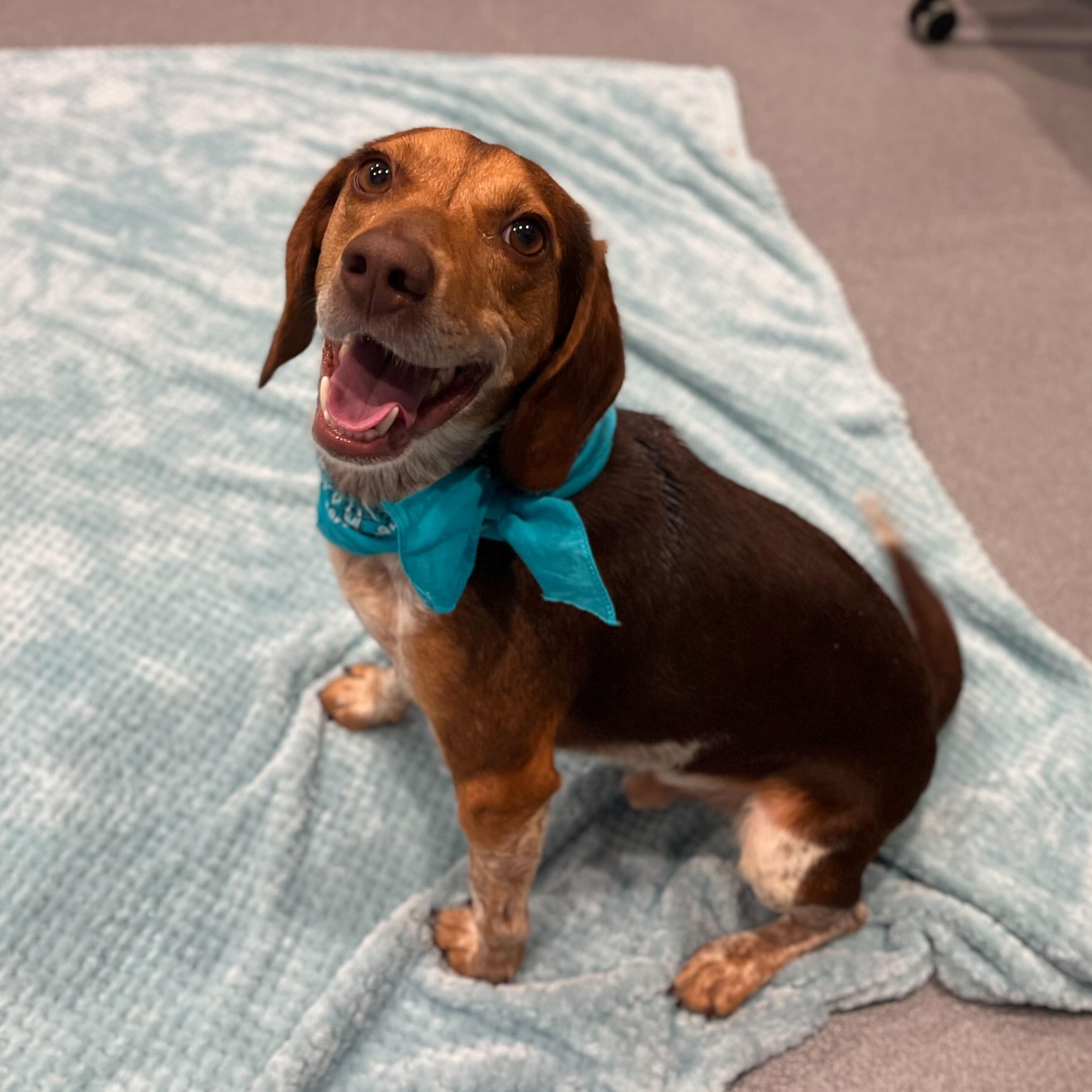 Enlarge Snoopy, a other Beagle in Canal Winchester, OH image 2/4