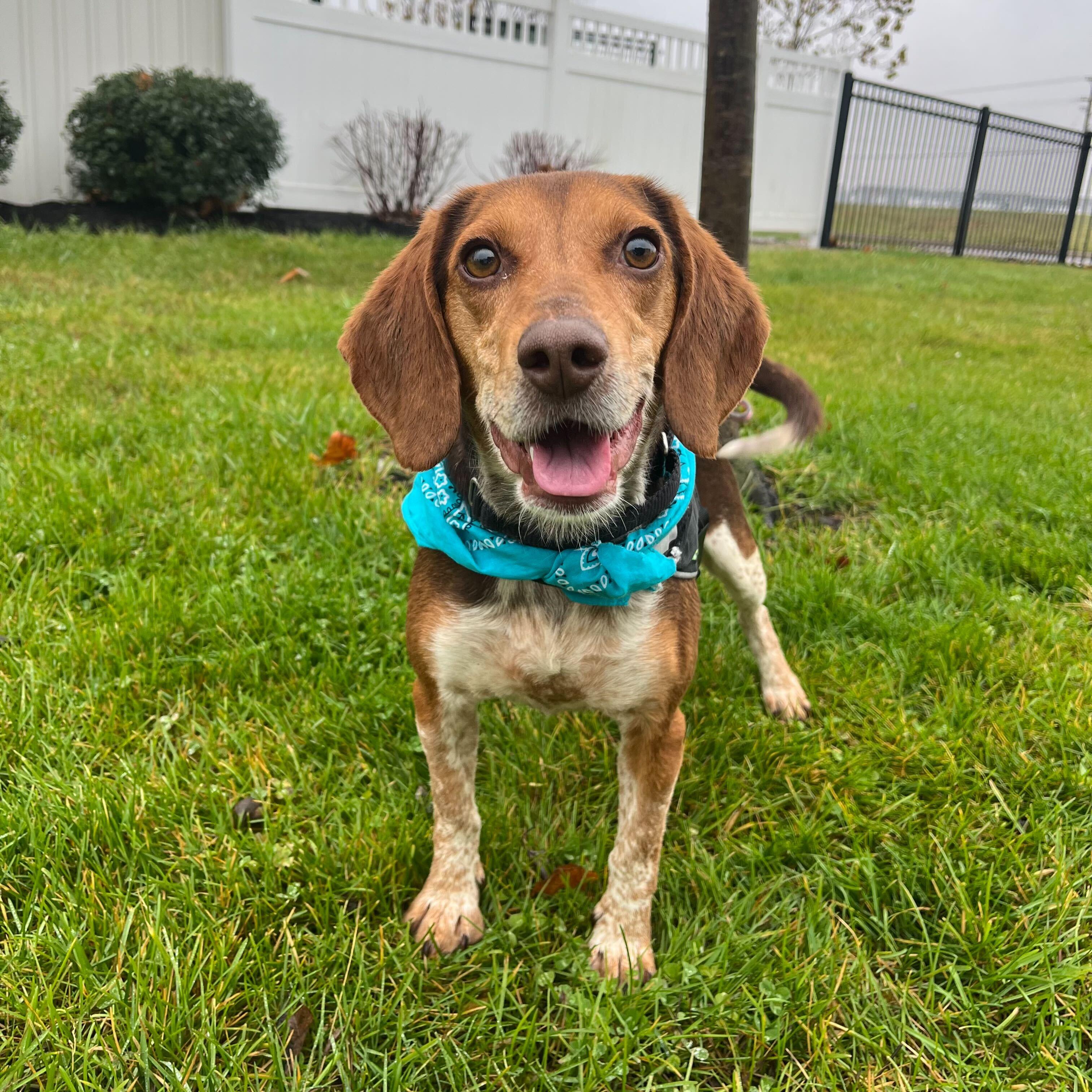 Enlarge Snoopy, a other Beagle in Canal Winchester, OH image 4/4