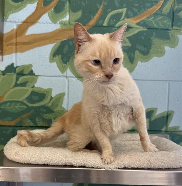 JENGA, Adoptable, Senior Female Domestic Short Hair.