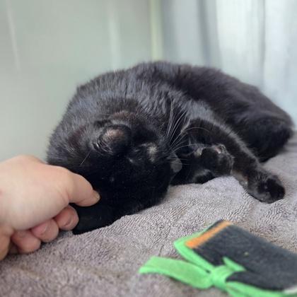 Enlarge Charlie, a Adoptable mixed breed in Westland, MI image 1/3