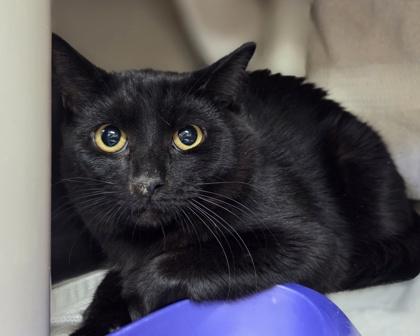 Enlarge Charlie, a Adoptable mixed breed in Westland, MI image 2/3