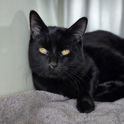 Enlarge Charlie, a Adoptable mixed breed in Westland, MI image 3/3