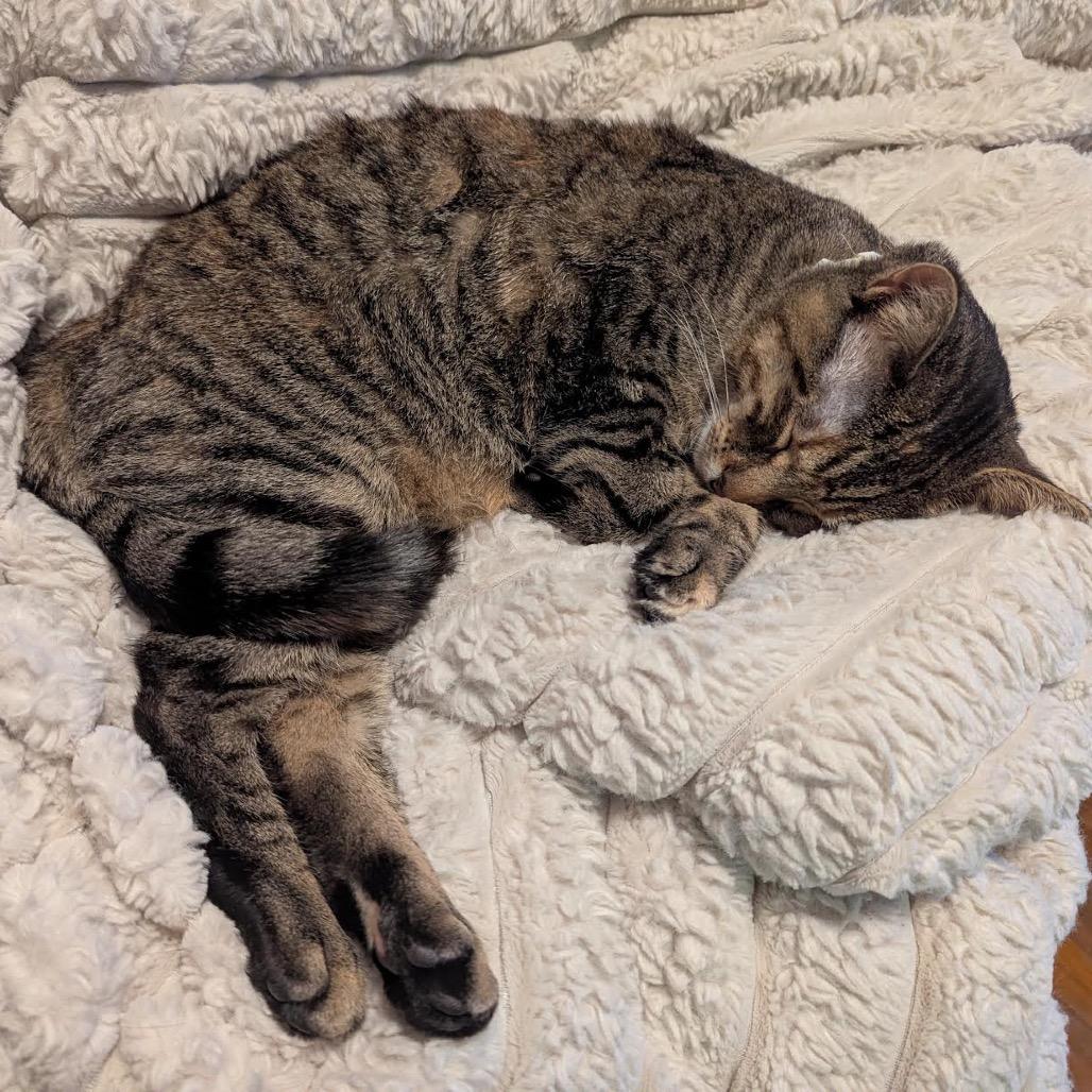 Enlarge Lovelace C3853, a Adoptable mixed breed in Princeton, MN image 1/6