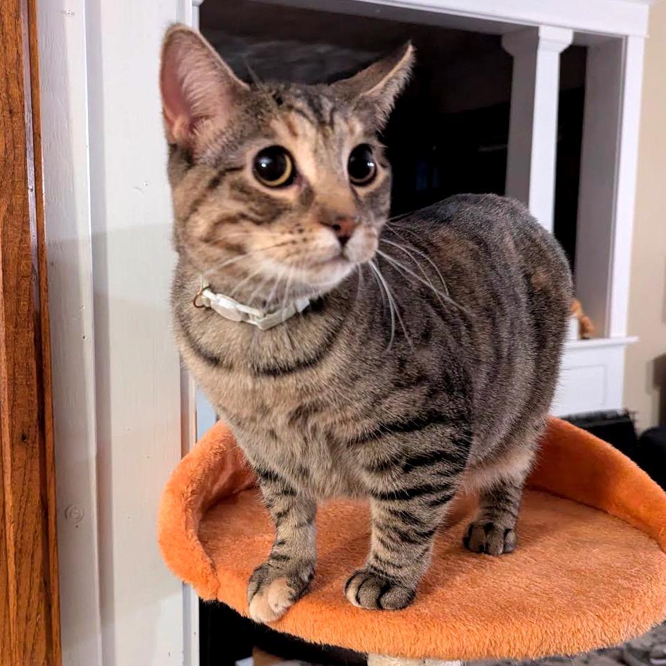 Enlarge Lovelace C3853, a Adoptable mixed breed in Princeton, MN image 2/6