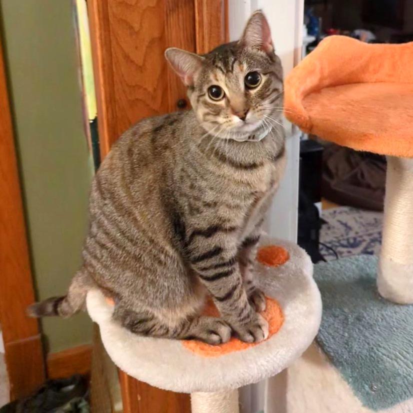 Lovelace C3853, Adoptable, Young Female Domestic Short Hair & Domestic Short Hair.